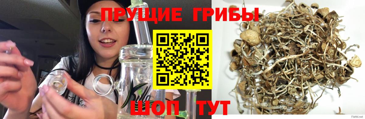 Галлюциногенные грибы прущие грибы Коряжма
